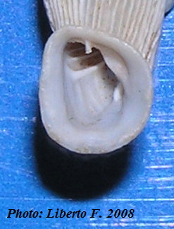 Muticaria macrostoma (Cantraine, 1835)